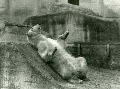 Polar Bear Sam reclining in his enclosure at the foot of the Mappin Terraces, London Zoo, 1923 by Frederick William Bond